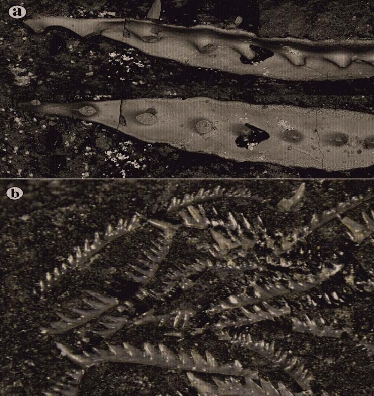 conodontes de Mafra
