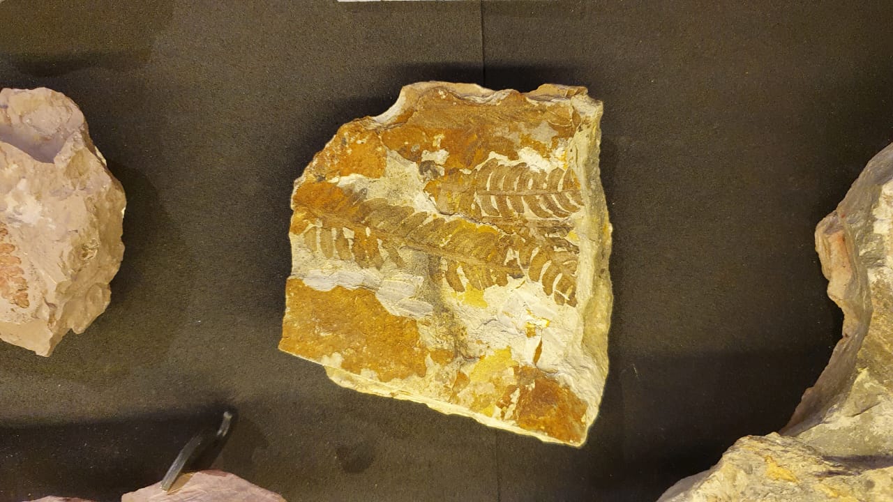 Pteridófitas do Permiano de SC.jpg